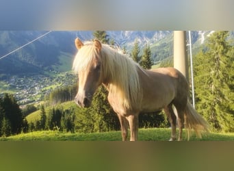 Haflinger, Wallach, 2 Jahre, Dunkelfuchs