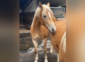 Haflinger, Wallach, 2 Jahre, Fuchs