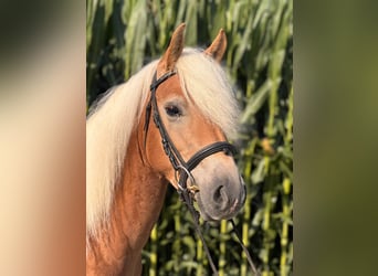 Haflinger, Wallach, 3 Jahre, 130 cm, Fuchs