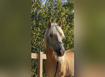 Haflinger, Wallach, 3 Jahre, 140 cm, Fuchs