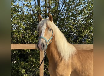 Haflinger, Wallach, 3 Jahre, 140 cm, Fuchs