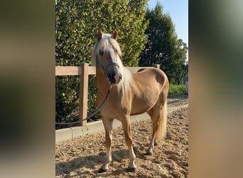 Haflinger, Wallach, 3 Jahre, 140 cm, Fuchs