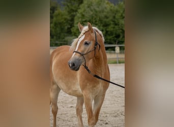 Haflinger, Wallach, 3 Jahre, 140 cm, Fuchs