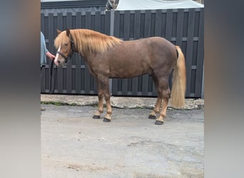 Haflinger Mix, Wallach, 3 Jahre, 143 cm, Dunkelfuchs