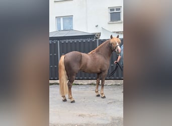 Haflinger Mix, Wallach, 3 Jahre, 143 cm, Dunkelfuchs