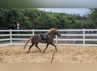 Haflinger Mix, Wallach, 3 Jahre, 143 cm, Dunkelfuchs