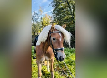 Haflinger, Wallach, 3 Jahre, 143 cm, Palomino
