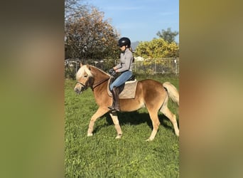 Haflinger, Wallach, 3 Jahre, 143 cm, Palomino