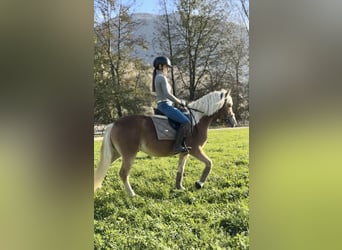Haflinger, Wallach, 3 Jahre, 143 cm, Palomino