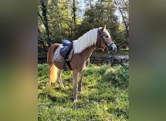 Haflinger, Wallach, 3 Jahre, 143 cm, Palomino