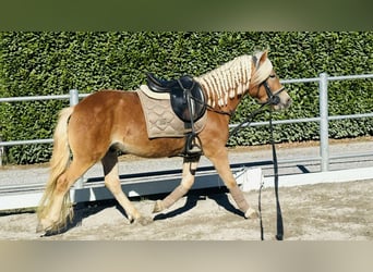 Haflinger, Wallach, 3 Jahre, 143 cm, Palomino