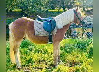 Haflinger, Wallach, 3 Jahre, 143 cm, Palomino