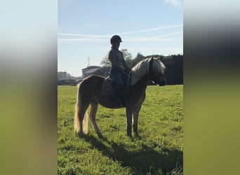 Haflinger, Wallach, 3 Jahre, 143 cm, Palomino