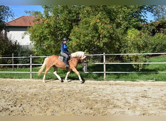 Haflinger, Wallach, 3 Jahre, 144 cm, Fuchs