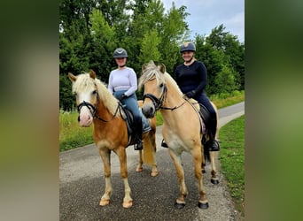 Haflinger, Wallach, 3 Jahre, 145 cm