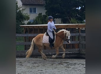 Haflinger, Wallach, 3 Jahre, 145 cm