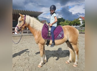 Haflinger, Wallach, 3 Jahre, 145 cm