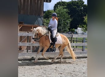 Haflinger, Wallach, 3 Jahre, 145 cm