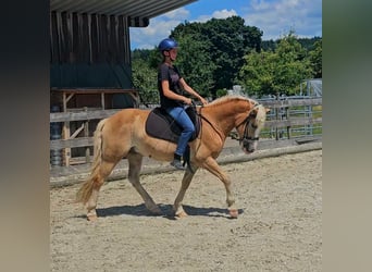 Haflinger, Wallach, 3 Jahre, 145 cm, Falbe