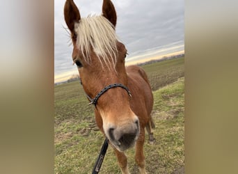 Haflinger Mix, Wallach, 3 Jahre, 145 cm