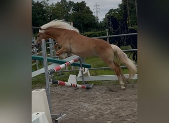Haflinger, Wallach, 3 Jahre, 145 cm, Fuchs