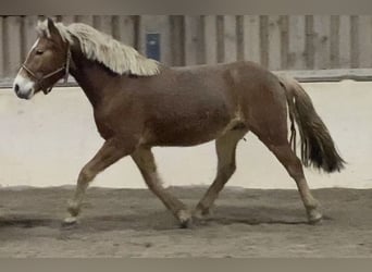 Haflinger, Wallach, 3 Jahre, 145 cm, Fuchs