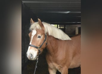 Haflinger, Wallach, 3 Jahre, 145 cm, Fuchs