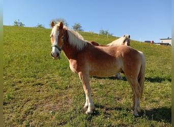 Haflinger, Wallach, 3 Jahre, 146 cm, Dunkelfuchs