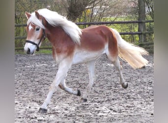 Haflinger, Wallach, 3 Jahre, 146 cm