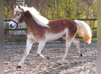 Haflinger, Wallach, 3 Jahre, 146 cm