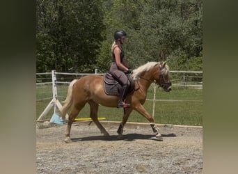 Haflinger, Wallach, 3 Jahre, 146 cm, Fuchs