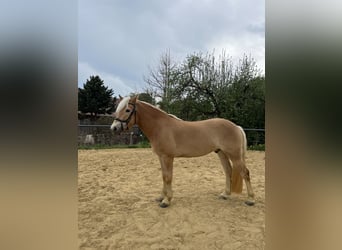 Haflinger, Wallach, 3 Jahre, 146 cm, Fuchs