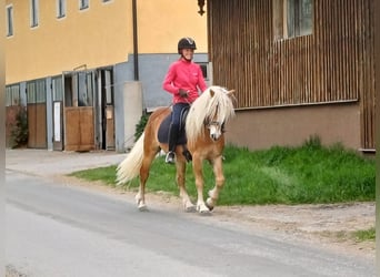 Haflinger, Wallach, 3 Jahre, 146 cm, Fuchs