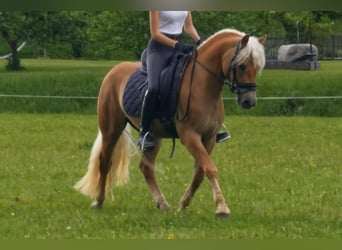 Haflinger, Wallach, 3 Jahre, 147 cm, Dunkelfuchs