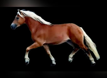 Haflinger, Wallach, 3 Jahre, 147 cm, Dunkelfuchs