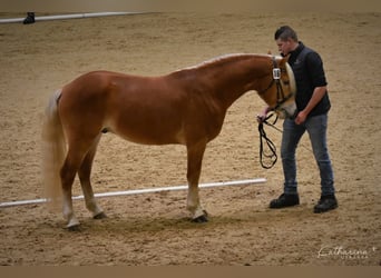 Haflinger, Wallach, 3 Jahre, 147 cm