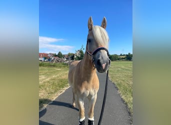 Haflinger, Wallach, 3 Jahre, 147 cm, Fuchs