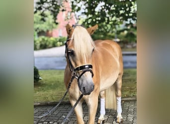 Haflinger, Wallach, 3 Jahre, 147 cm, Palomino