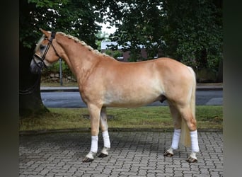 Haflinger, Wallach, 3 Jahre, 147 cm, Palomino