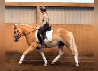 Haflinger, Wallach, 3 Jahre, 147 cm, Palomino