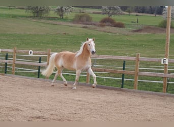 Haflinger, Wallach, 3 Jahre, 148 cm, Fuchs