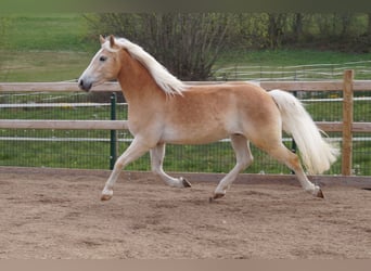 Haflinger, Wallach, 3 Jahre, 148 cm, Fuchs