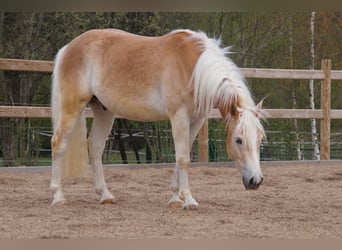 Haflinger, Wallach, 3 Jahre, 148 cm, Fuchs