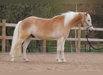 Haflinger, Wallach, 3 Jahre, 148 cm, Fuchs