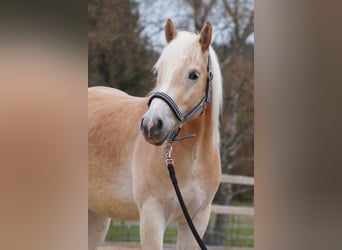 Haflinger, Wallach, 3 Jahre, 148 cm, Fuchs