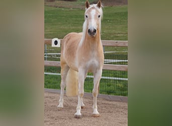 Haflinger, Wallach, 3 Jahre, 148 cm, Fuchs