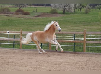 Haflinger, Wallach, 3 Jahre, 148 cm, Fuchs