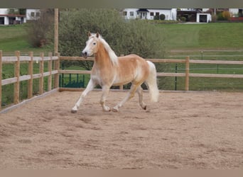 Haflinger, Wallach, 3 Jahre, 148 cm, Fuchs