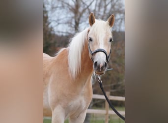 Haflinger, Wallach, 3 Jahre, 148 cm, Fuchs