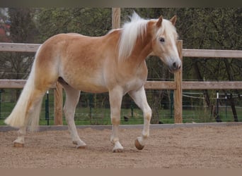 Haflinger, Wallach, 3 Jahre, 148 cm, Fuchs